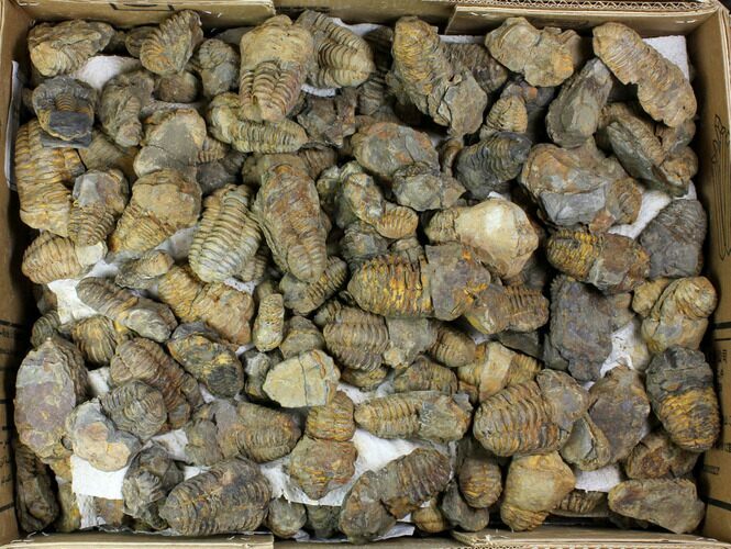 Lot: - Fossil Calymene Trilobite - Pieces #140824